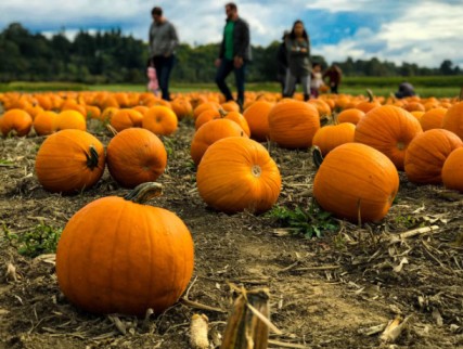 Solución de reservas en línea para eventos de Halloween